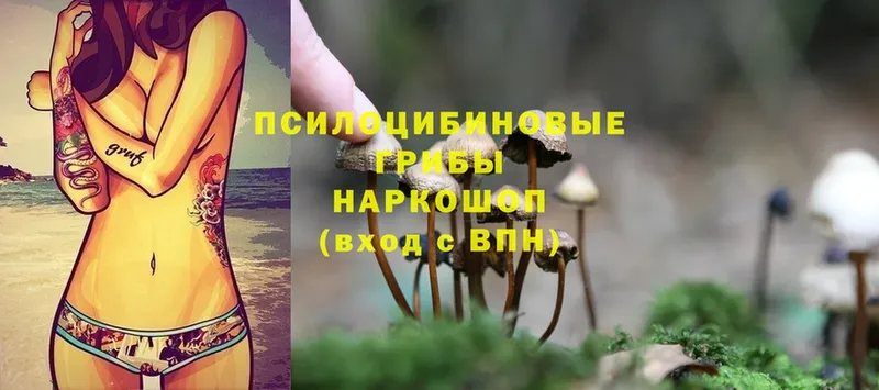 Галлюциногенные грибы Psilocybe  ссылка на мегу зеркало  Камышлов 